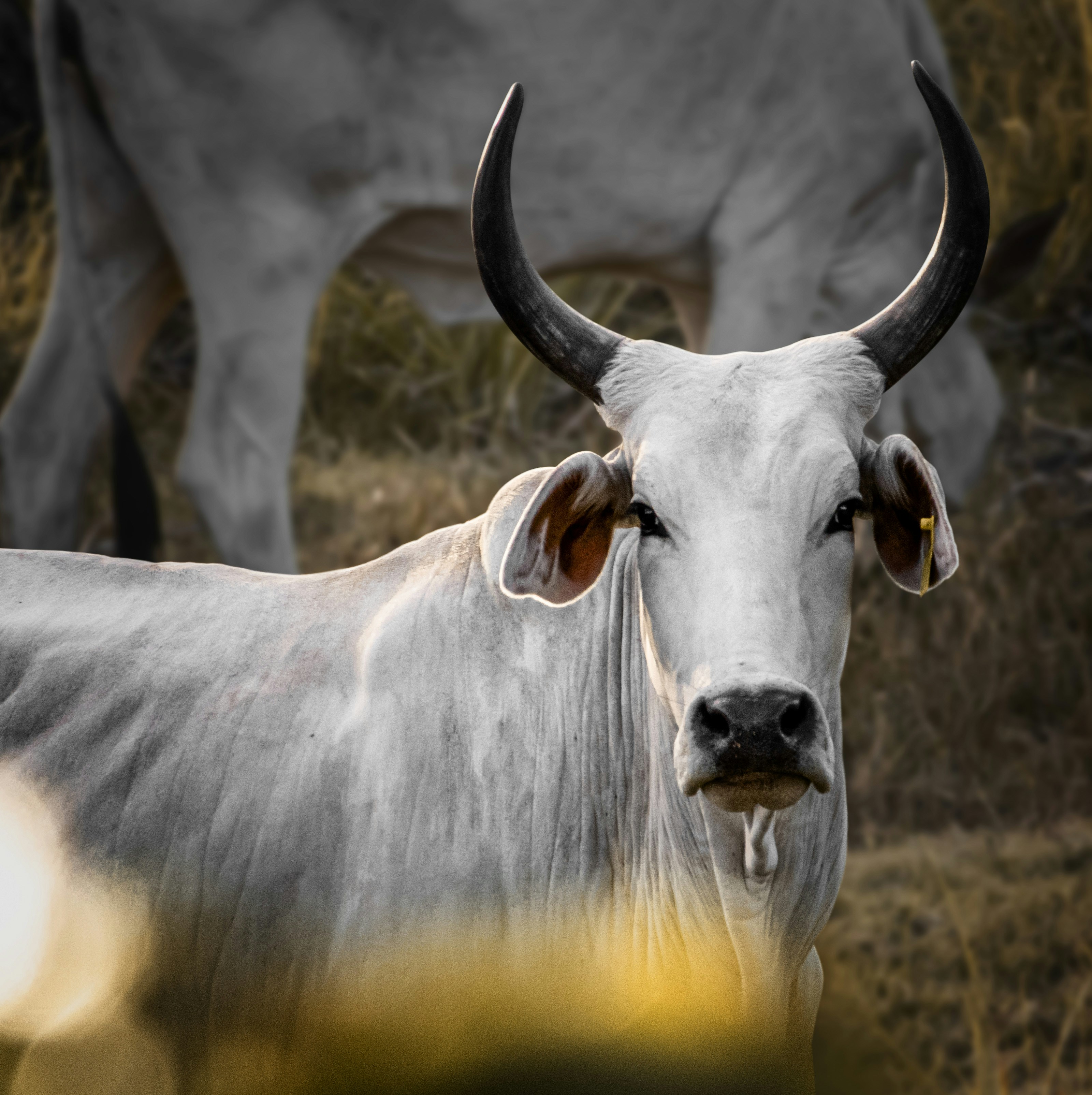 Indigenous Cow Conservation